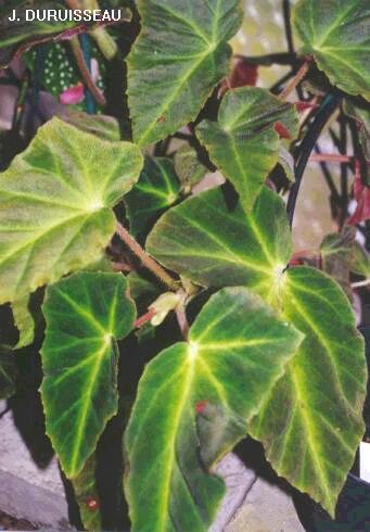 B. ‘Murray Morrison’